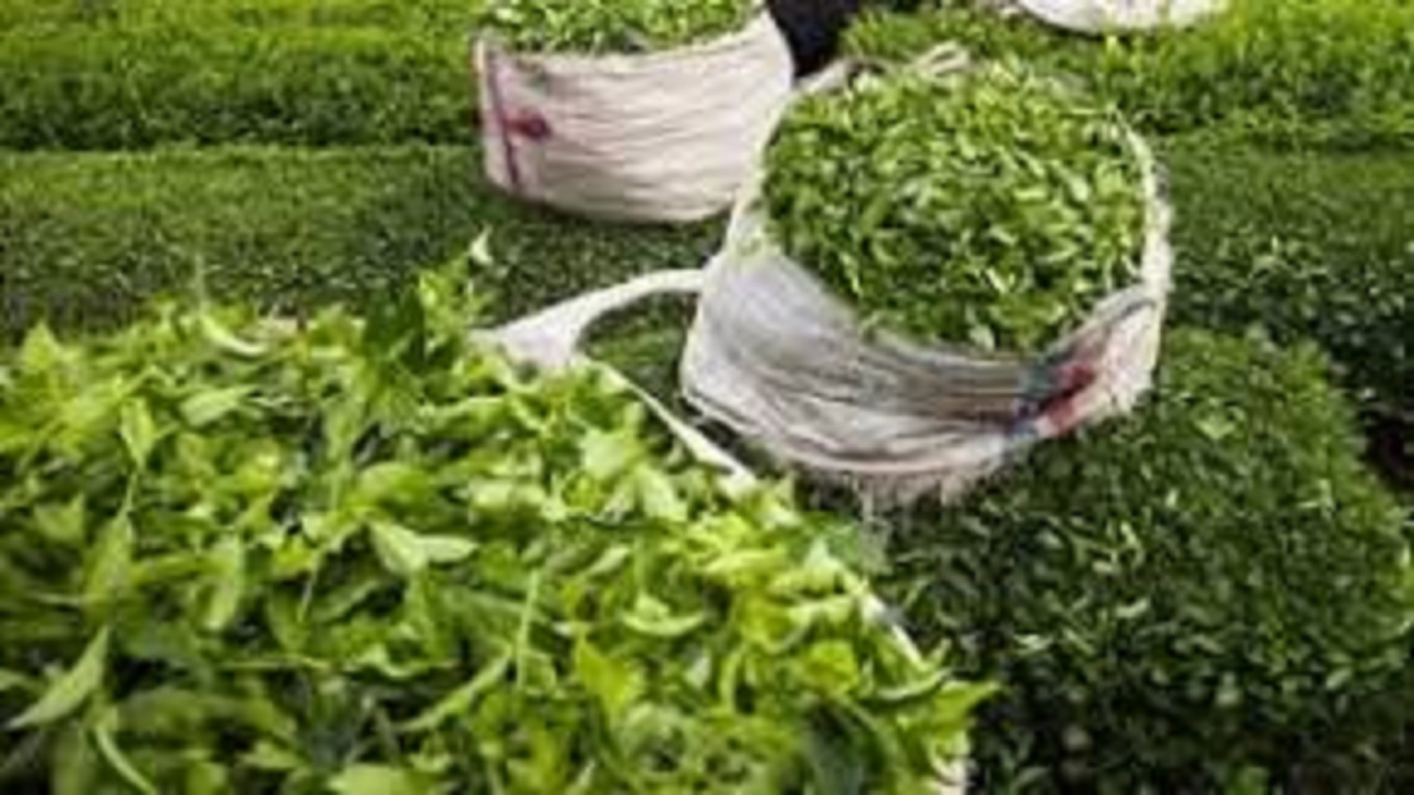 اولین چین بهاره برگ سبز چای + فیلم