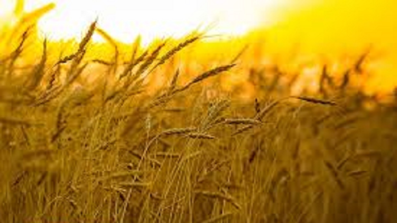 پیش بینی برداشت و خرید ۱۶۰ هزار تن گندم در منطقه هشترود
