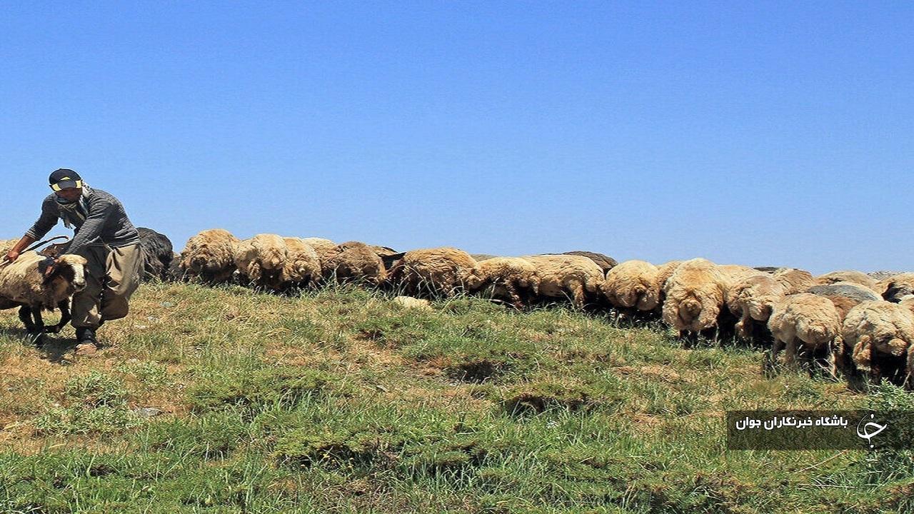 ۱۲۰ هزار بهره‌بردار در آذربایجان‌غربی مجوز چرای دام دارند