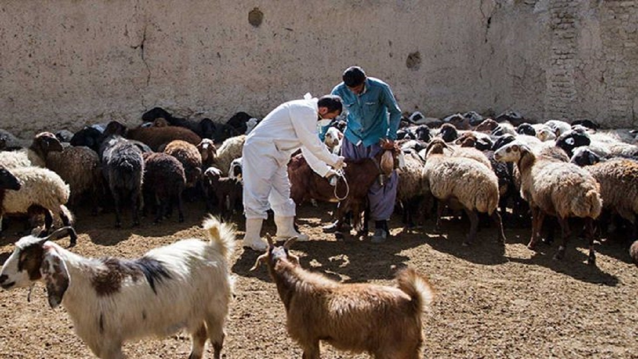 آغاز مایه کوبی دام سبک در مقابل بیماری طاعون در کرمانشاه