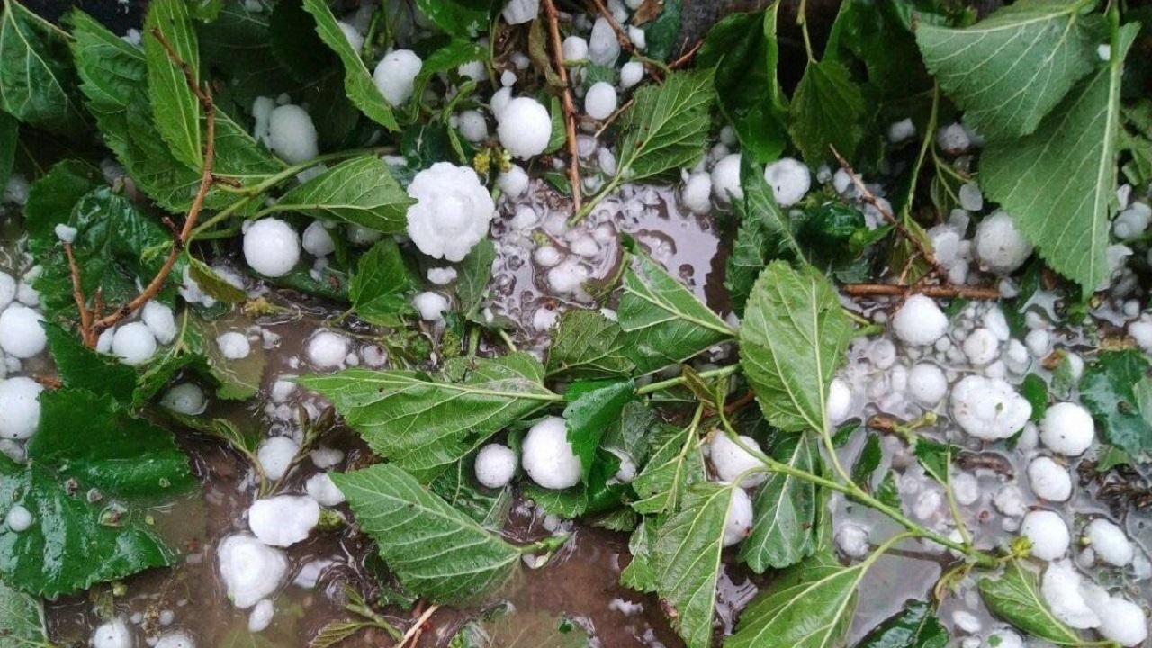 خسارت تگرگ به باغات انگور در ملکان