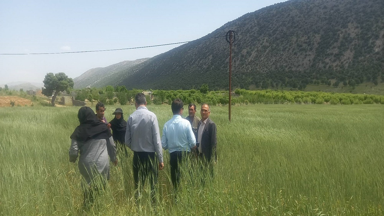 شیوع بیماری زنگ زرد گندم در مزارع شهرستان بویراحمد
