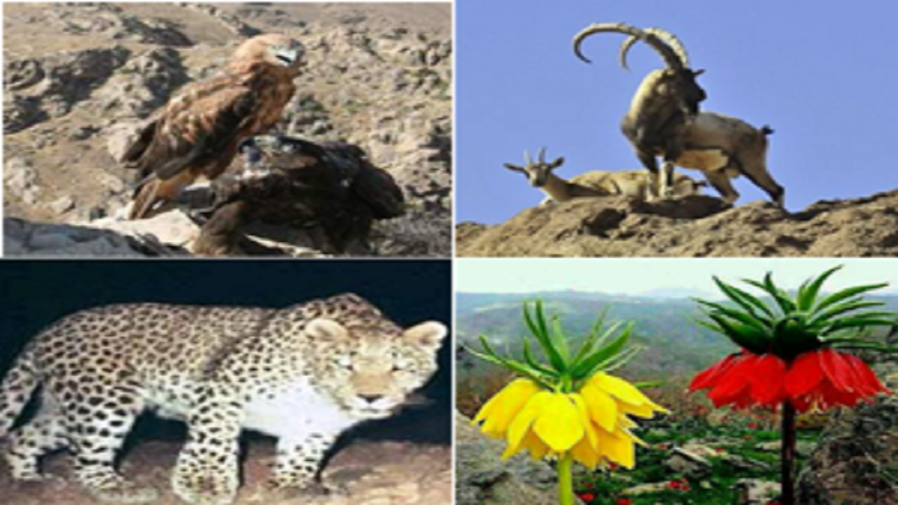 گوشه ای از  تنوع جانوری طبیعت لرستان+فیلم