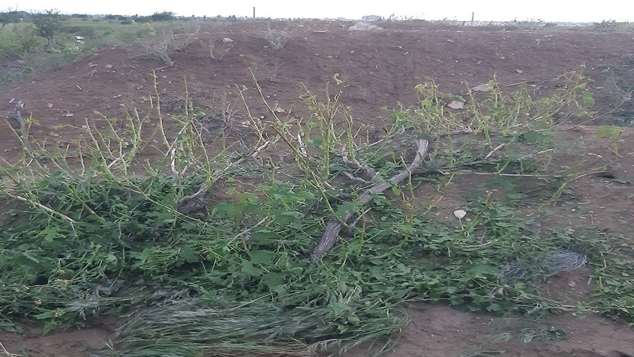 بارش تگرگ به باغ‌های انگور در روستای شیخ خسارت زد + تصاویر