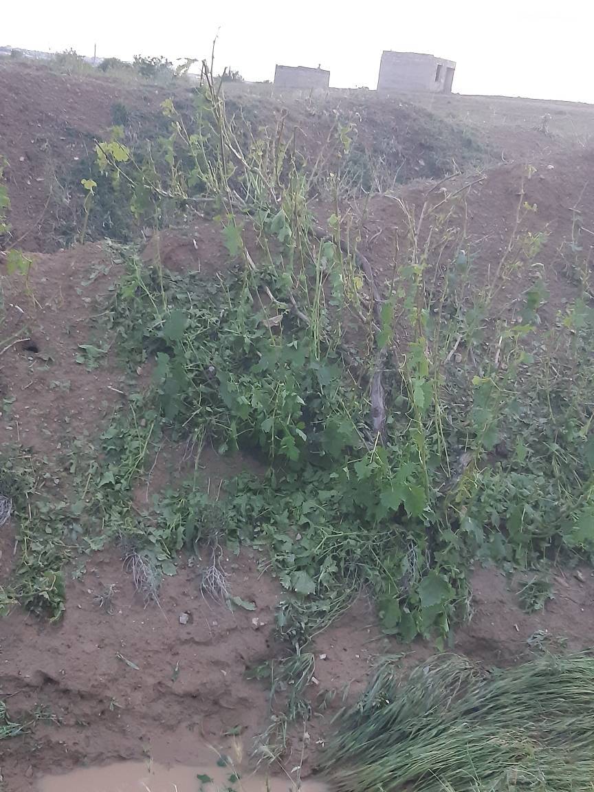 خسارت با باغ