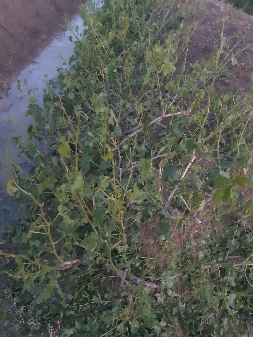 خسارت به درختان