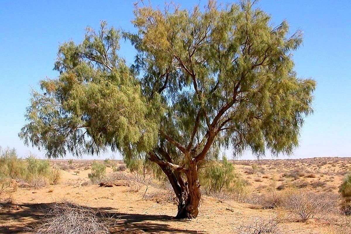 جلوگیری از قاچاق چوب از تاغ زار‌های کرمان