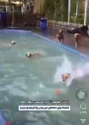پلمب کافه سگ&zwnj;ها در شمال تهران