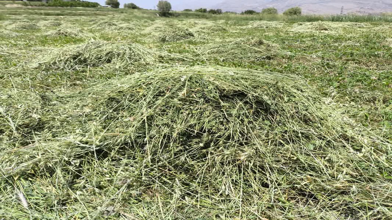 جو علوفه ای