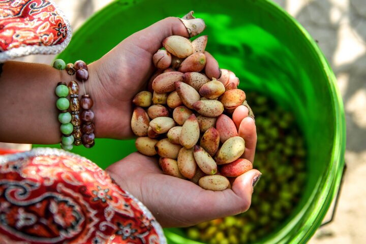 فرشته خندان نجات اقتصاد کشور، چشمانتظار حمایت بیشتر فرشته خندان نجات اقتصاد کشور، چشمانتظار حمایت بیشتر