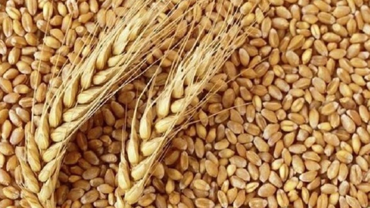 تولید بیش از ۹۸ درصد بذر مورد نیاز اراضی کشاورزی در داخل کشور