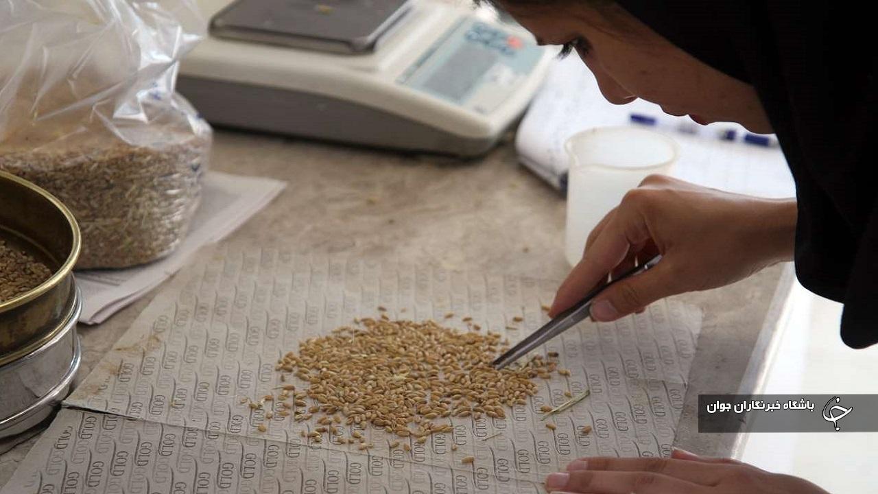 ۴ مرکز خرید گندم در میاندوآب تجهیز شد