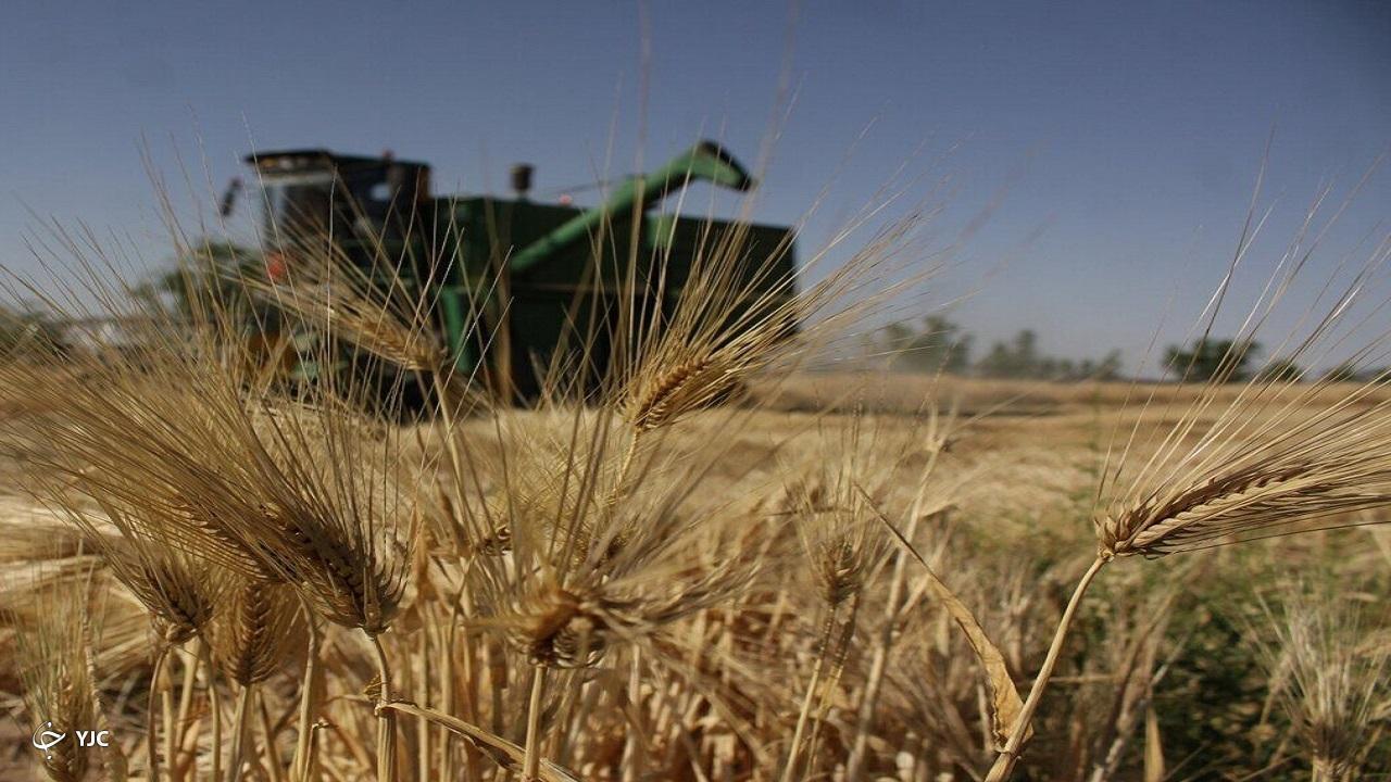 خرید تضمینی گندم ۲۰۳ هزار تن افزایش یافت