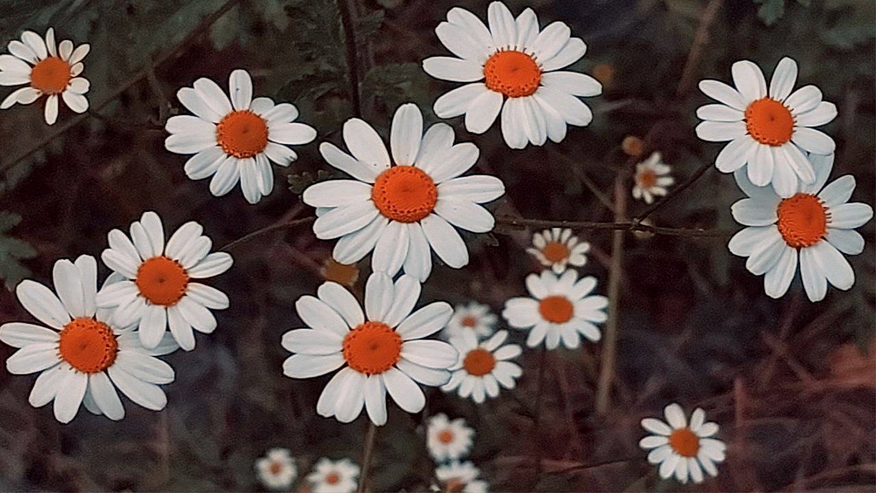 رنگین شدن روستای ازغد با رویش گل‌های بابونه + تصاویر
