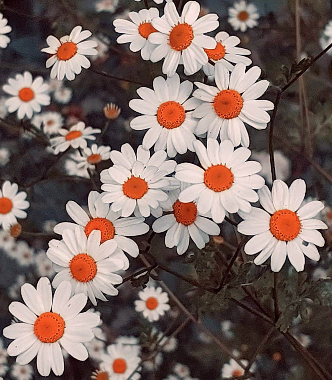 زیبا شدن روستای ازغد با رویش گل های بابونه