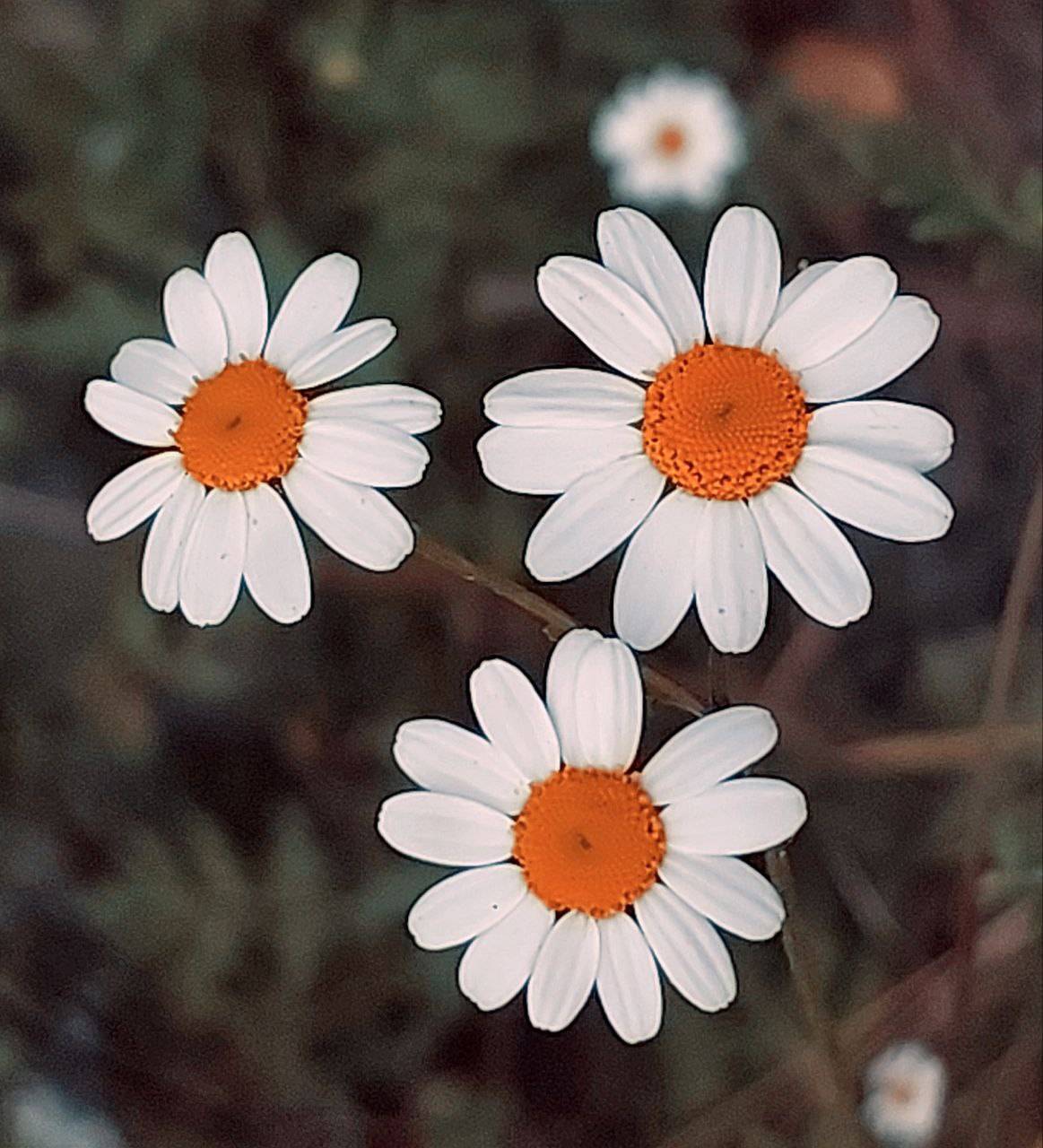 رویش گل های بابونه در روستای ازغد