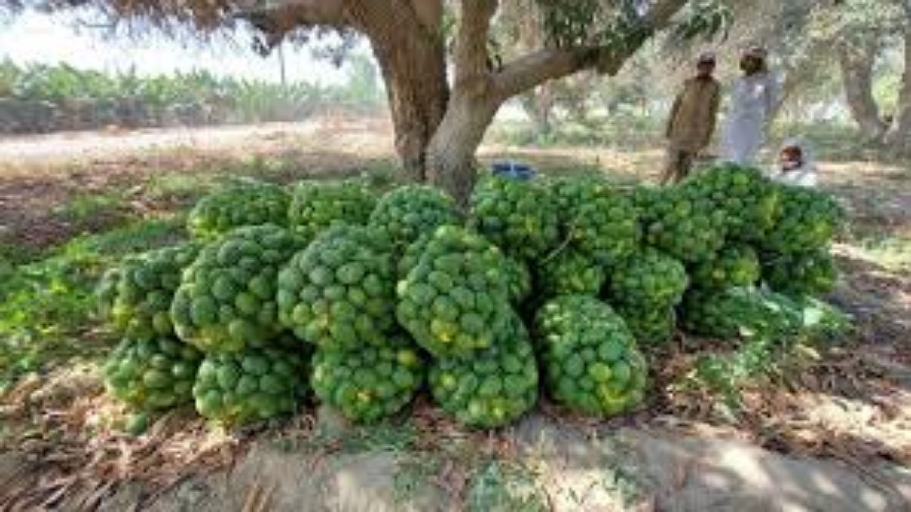 برداشت انبه در سیستان و بلوچستان از مرز ۱۲ هزار تن فراتر رفت
