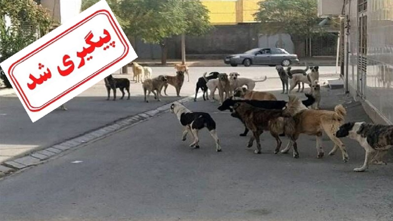 موضوع سگ‌های ولگرد در دست بررسی