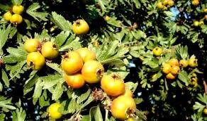 نوبرانه&zwnj;های ده&zwnj;ونک