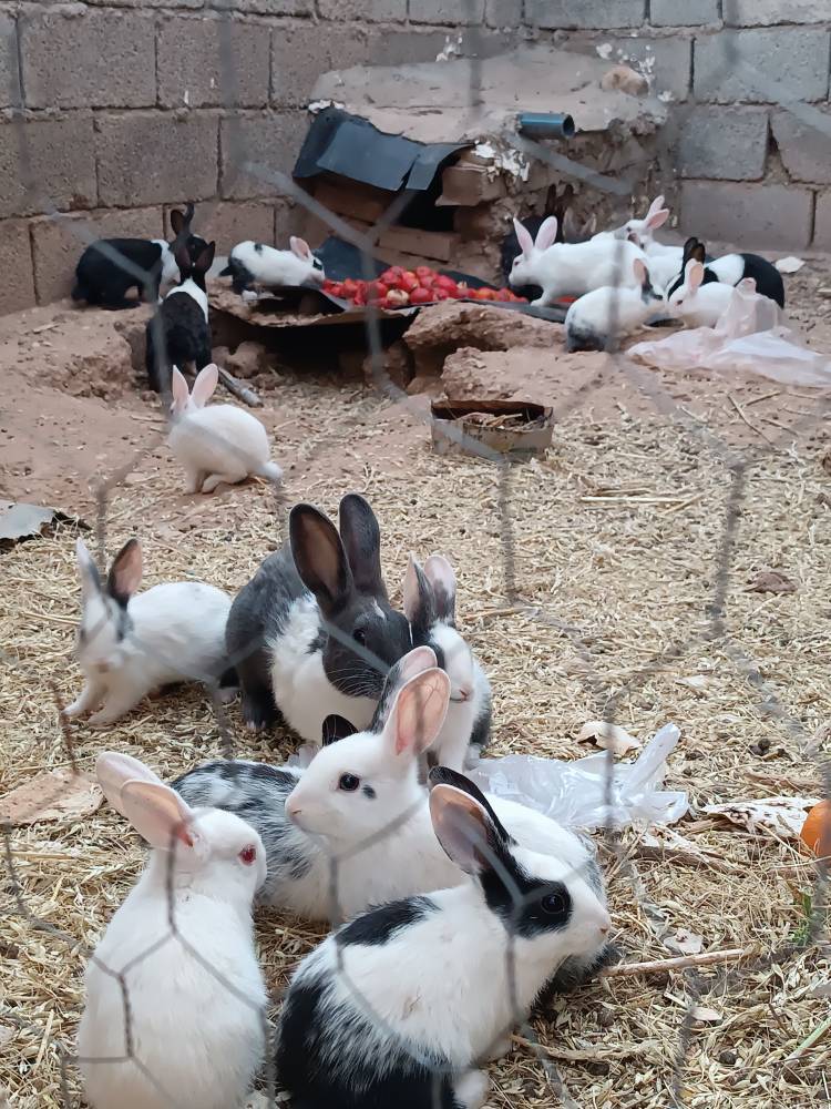 حیوانات در بخش الوار گرمسیری
