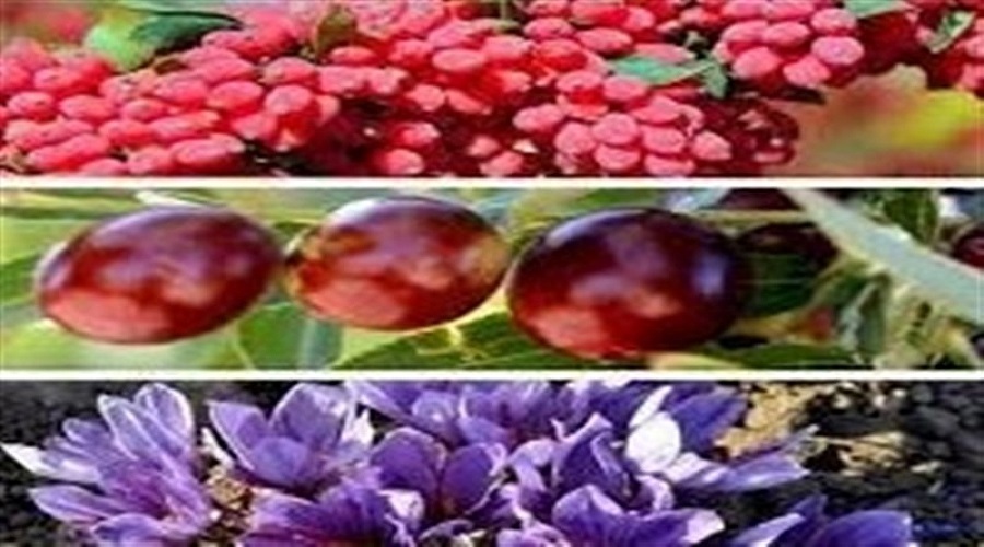 ضرورت سرمایه‌گذاری در صنعت فرآوری محصولات مزیت‌دار