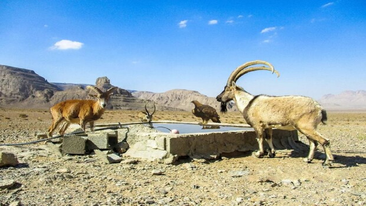 باند رفت‌وبرگشت آزادراه شیراز _ اصفهان در پارک ملی کلاه‌قاضی تونل-ترانشه می‌شود