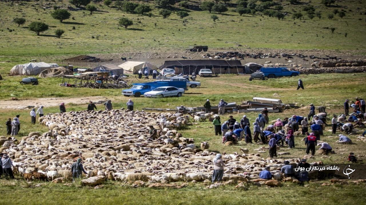 کوچ عشایر به مناطق ییلاقی شمال آذربایجان‌غربی آغاز شد