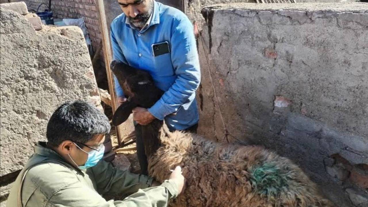 آغاز فاز نخست واکسیناسیون تب برفکی دام ها در کرمان