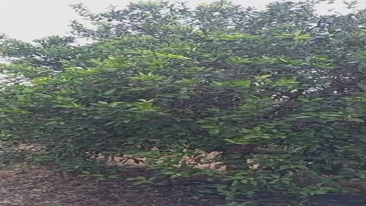 رویش گیاهی نادر باغبانی در روستای حاجیکلا را شگفت زده کرد + فیلم