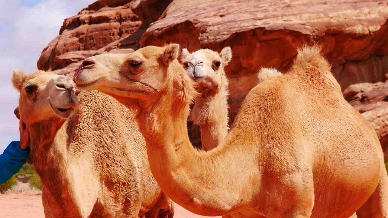 حداکثر قیمت هر شتر برای پرورش ۲۵ میلیون تومان است