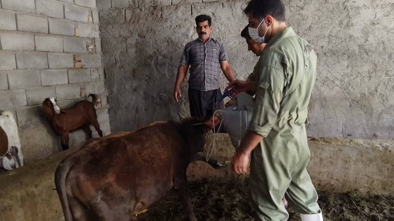 آغاز فاز نخست واکسیناسیون تب برفکی در فهرج