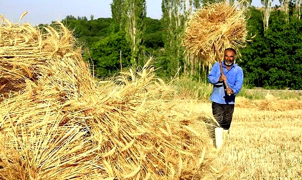 آغاز خرید تضمینی محصول راهبردی گندم
