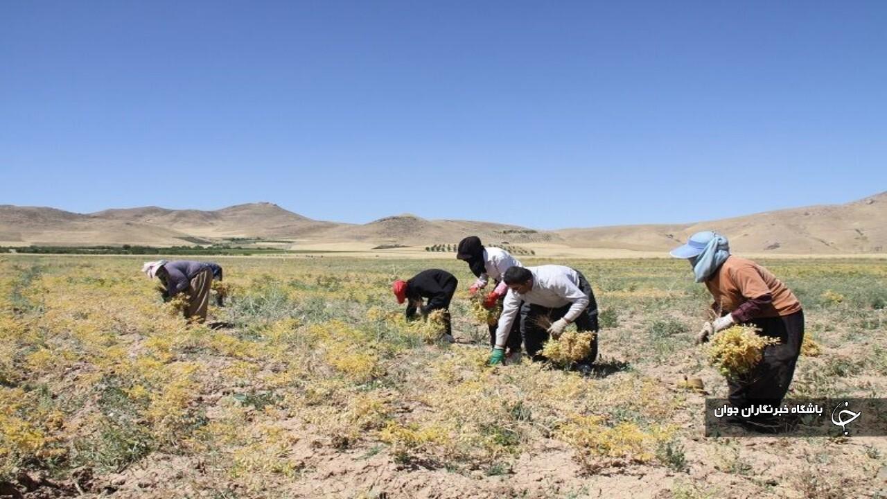 برداشت نخود از سطح ۷ هزار و ۳۰۰ هکتار از مزارع مهاباد آغاز شد