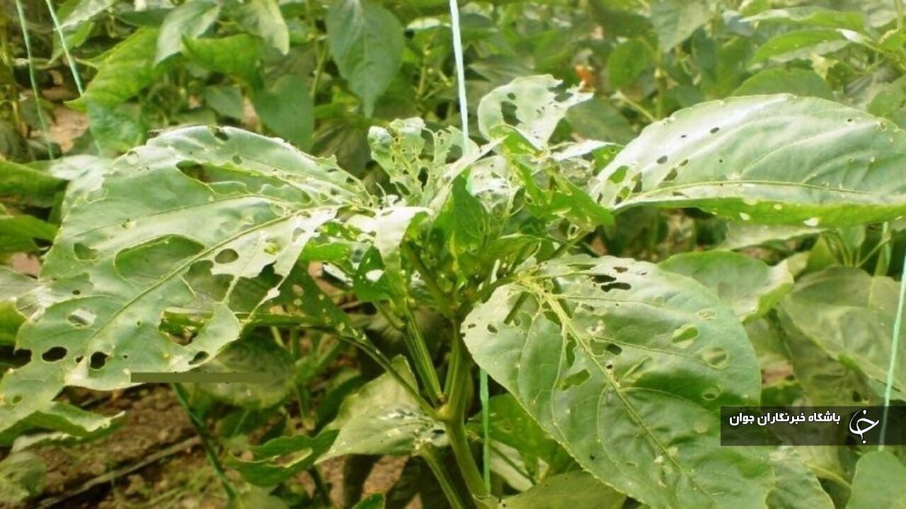 مبارزه با آفت سن غلات در مزارع گندم و جو لرستان پایان یافت