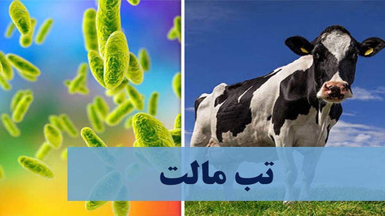 تب مالت، شایع‌ترین بیماری مشترک انسان و دام در کرمان