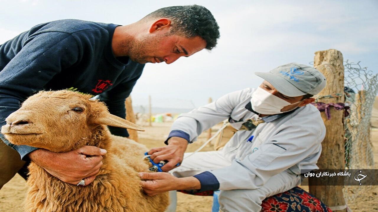 ۱۴۳ هزار راس دام در بوکان علیه طاعون نشخوارکنندگان کوچک مایه‌کوبی شدند