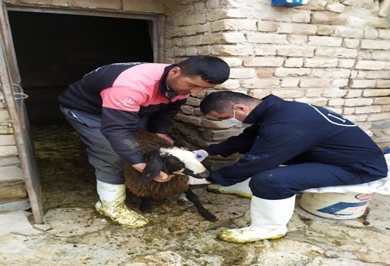 آغاز مرحله نخست واکسیناسیون تب برفکی در جمعیت دام سبک و سنگین روستایی و عشایری در همدان