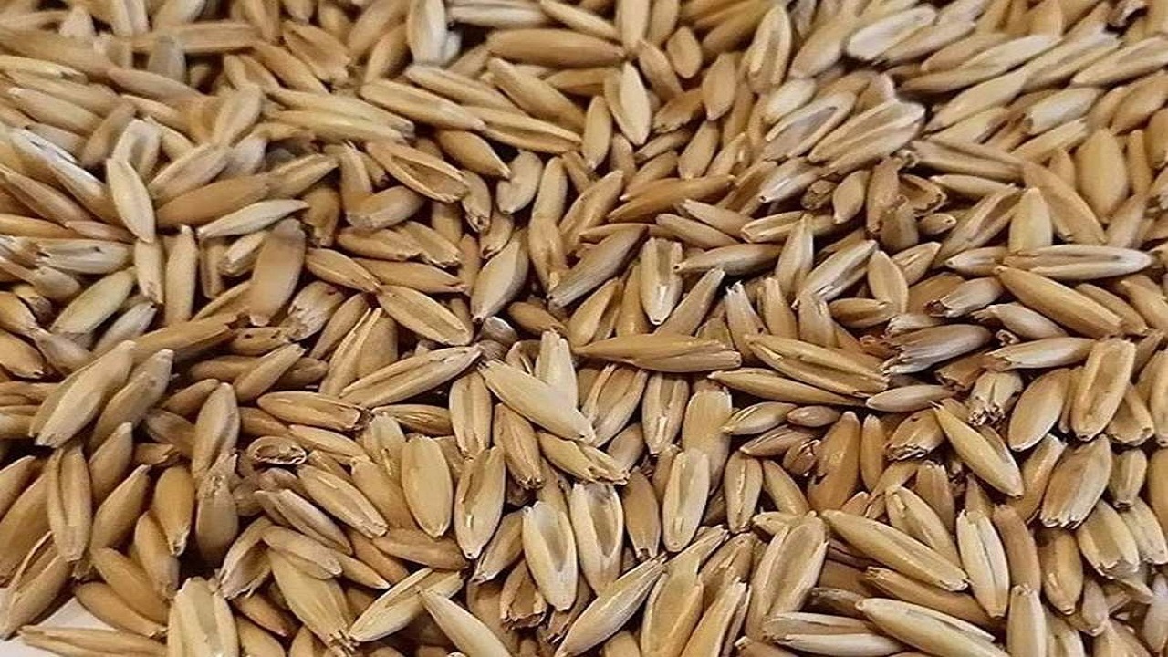 خرید ۴۵۰۰ تن جو از کشاورزان استان قزوین