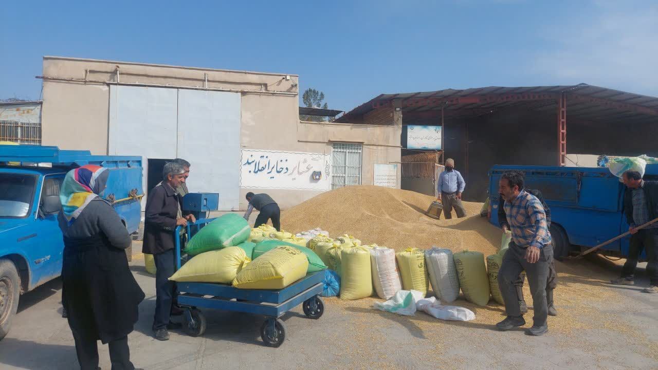 توزیع هزار و ۳۵۰ تن جوی مدت‌دار بین عشایر بردسکن