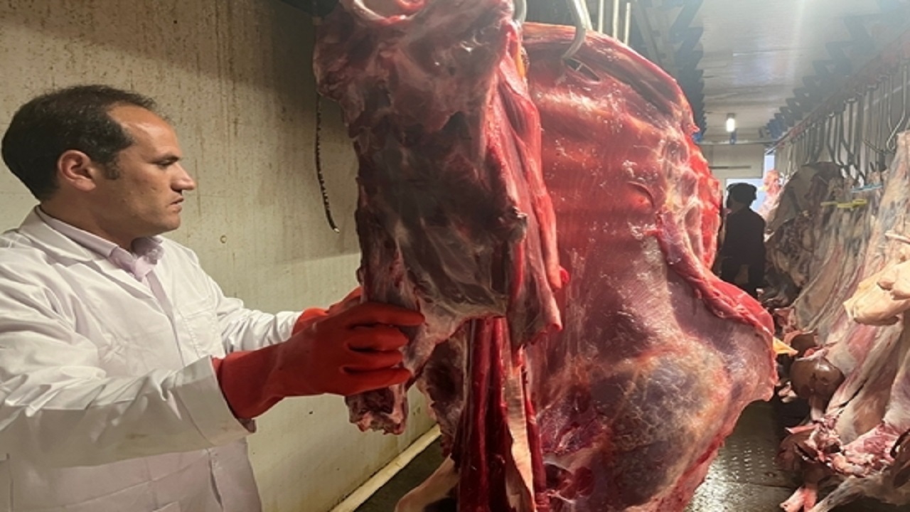 لاشه گاو مبتلا به عفونت از چرخه مصرف انسانی حذف شد