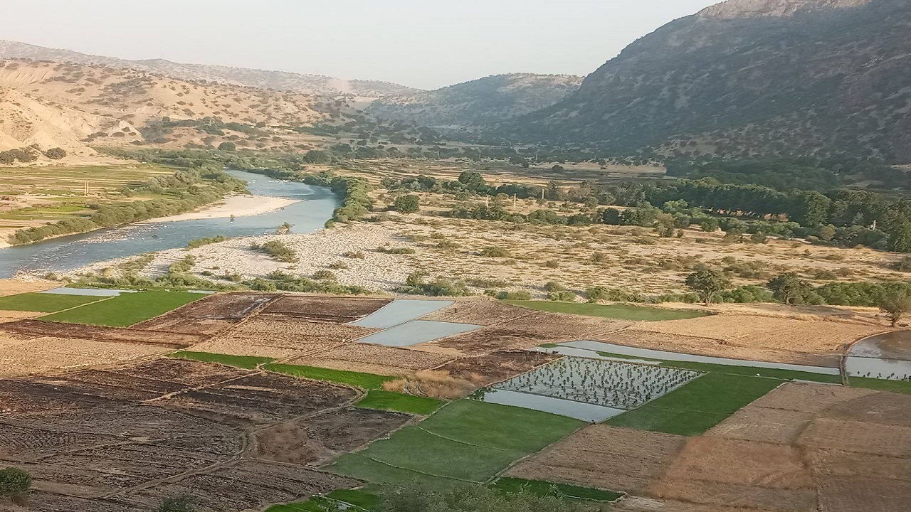خودنمایی مزارع برنج در روستای ده شیخ پاتاوه + فیلم و تصاویر