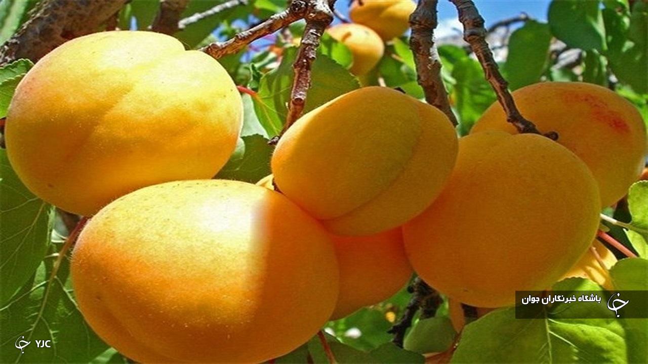 تولید زردآلو در مهاباد ۳۰ درصد افزایش یافت