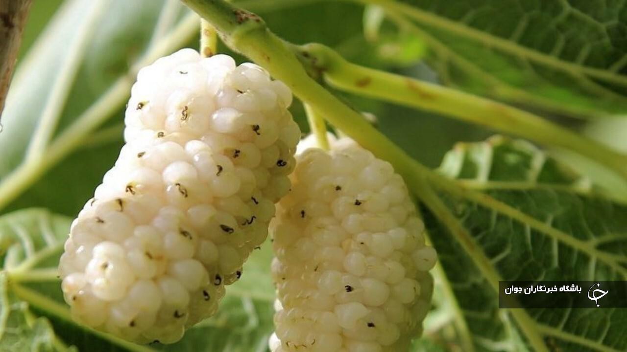 آغاز برداشت توت درختی از توتستان‌های آذربایجان‌غربی