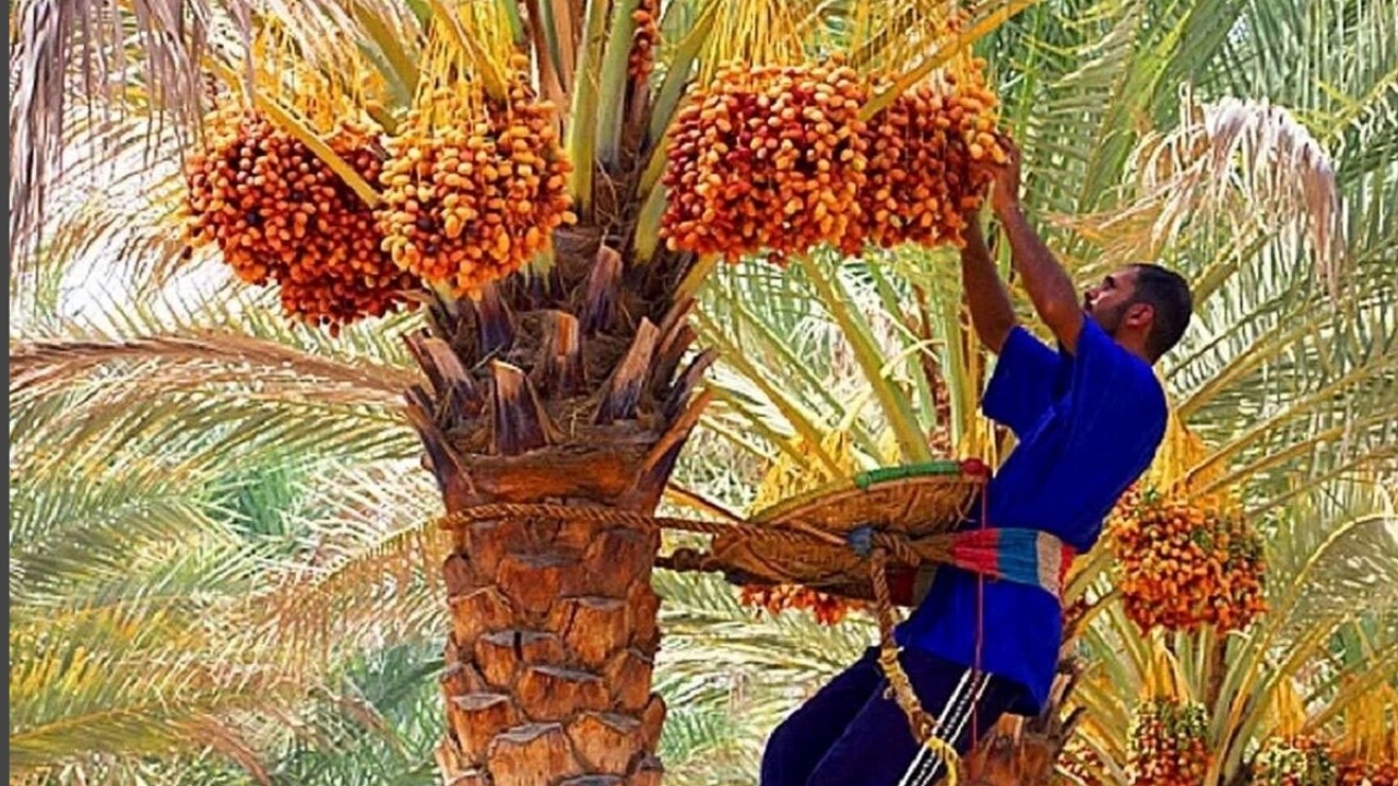 بیش بینی برداشت بیش از ۷۰ هزار تن خرما در آبادان
