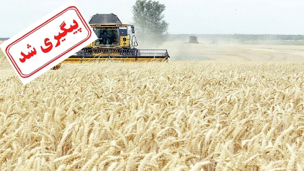 پرداخت بیش از نیمی از مطالبات گندمکاران از زبان معاون وزیر جهاد