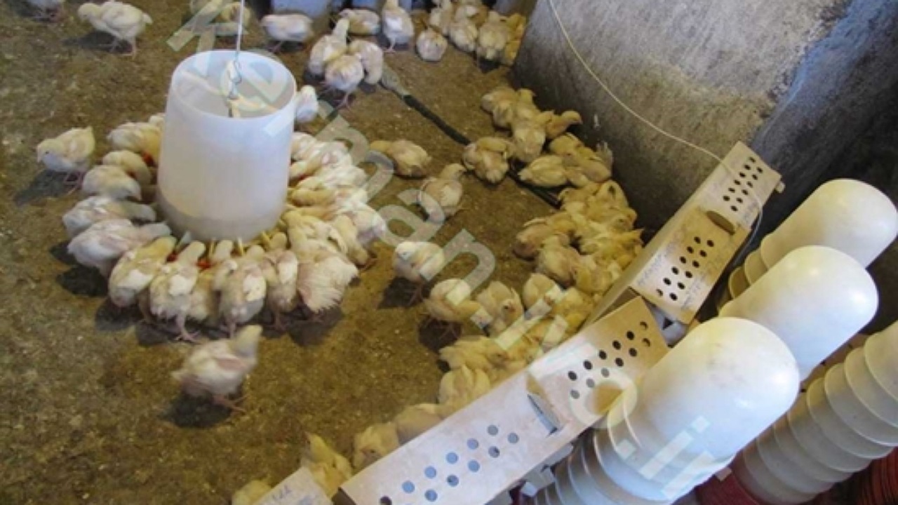نمونه گیری از طیور بومی به منظور پایش بیماری آنفلوآنزای فوق حاد در کوهبنان