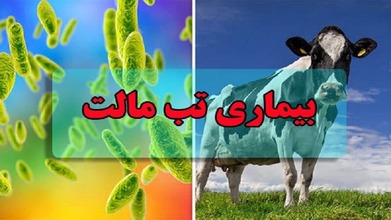 شناسایی ۶۶۸ مورد ابتلا به بیماری تب مالت در کردستان