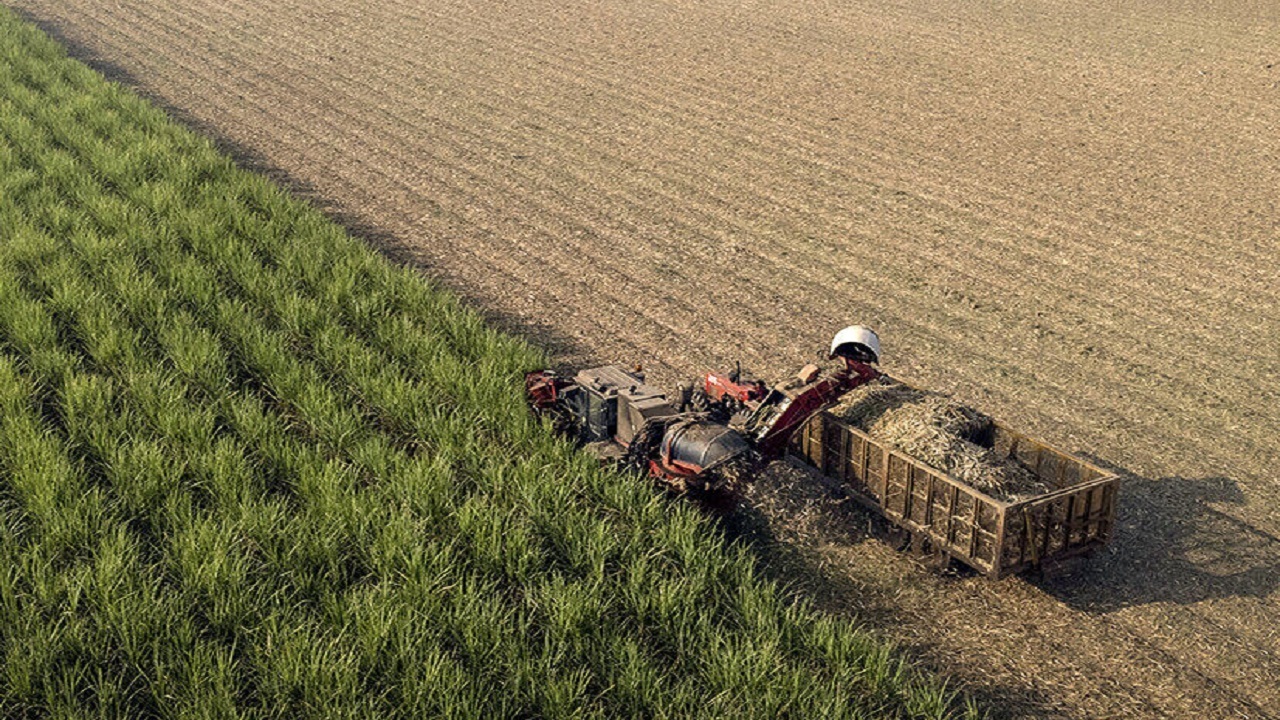 برداشت ۱۵ هزار تن محصولات علوفه‌ای در زنجان آغاز شد