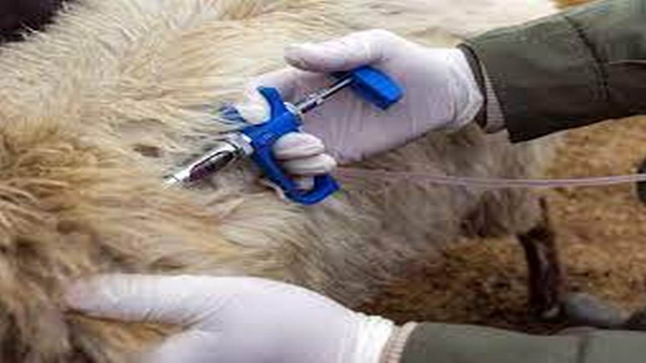 واکسیناسیون ۲ میلیون و ۱۸۵ هزار نوبت سر دام در ایلام