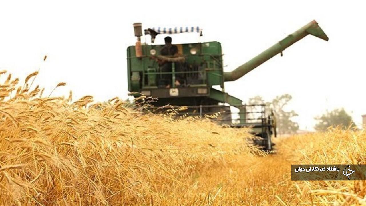 افزایش ۱۰ درصدی تولید گندم در مهاباد